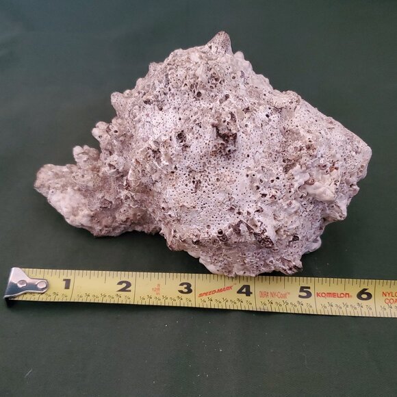 Extra Large Sandy Sea Shell with Wide Mouthed Spikey Conch - Picture 11 of 12